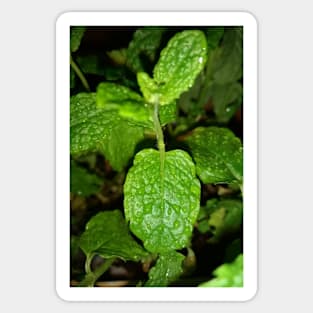 Mint plant leaves Sticker